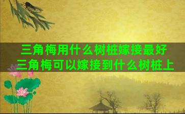 三角梅用什么树桩嫁接最好 三角梅可以嫁接到什么树桩上